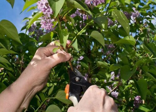 丁香叶长什么样子图片