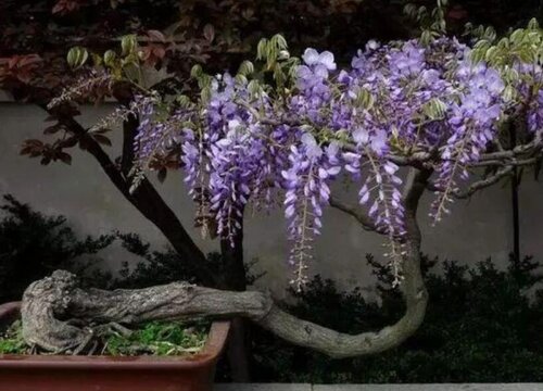 紫藤花适合什么地方种植