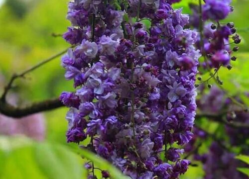 紫藤花适合什么地方种植