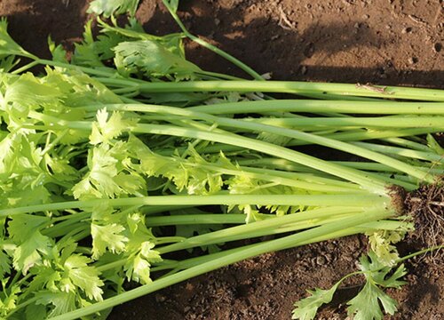 普通芹菜和西芹有什么区别图片