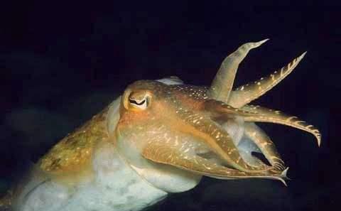 视力最好的动物有哪些