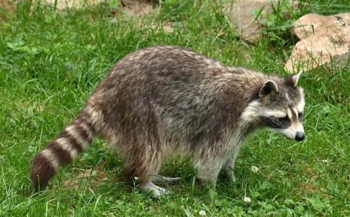 视力最好的动物有哪些