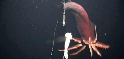 视力最好的动物有哪些