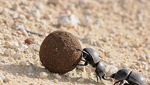 视力最好的动物有哪些