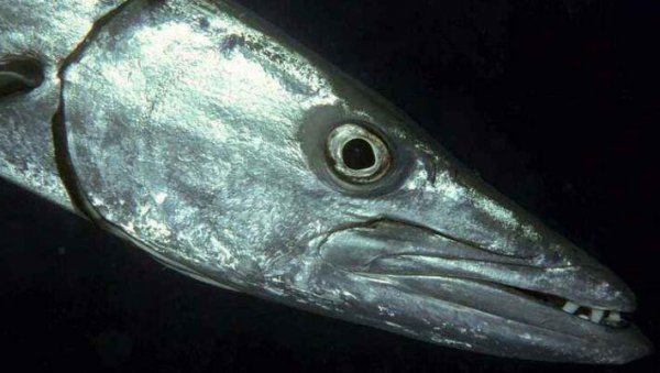 视力最好的动物有哪些