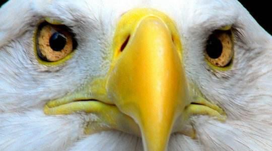 视力最好的动物有哪些