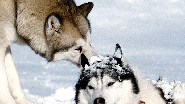 视力最好的动物有哪些