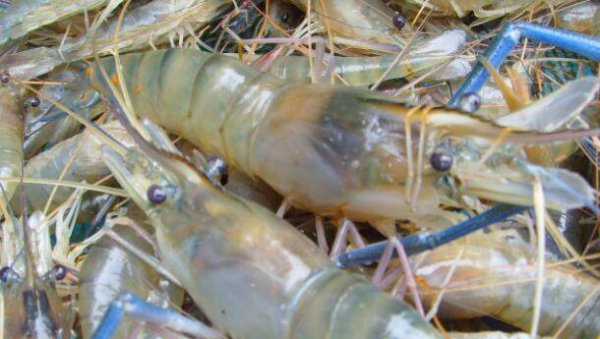 视力最好的动物有哪些