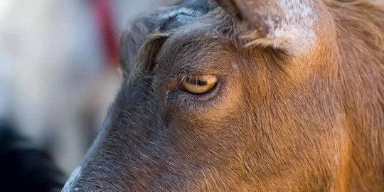 视力最好的动物有哪些