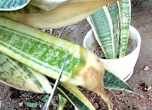 如何解决虎皮兰叶子发白的问题