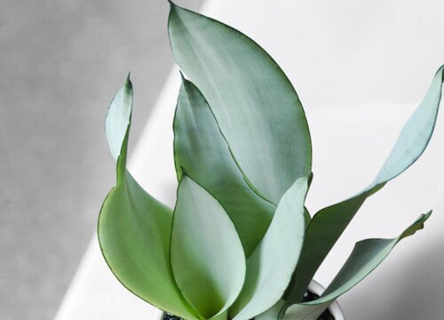 如何解决虎皮兰叶子发白的问题