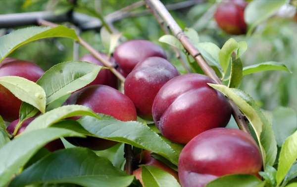 有城府的人是什么意思