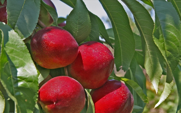 有城府的人是什么意思