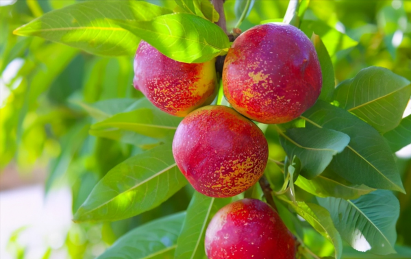 有城府的人是什么意思