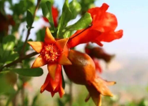 花石榴催花时间和方法