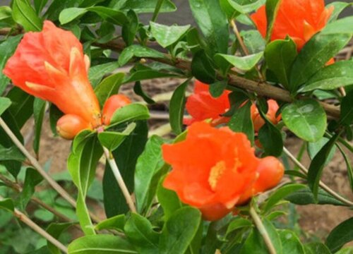 花石榴催花时间和方法