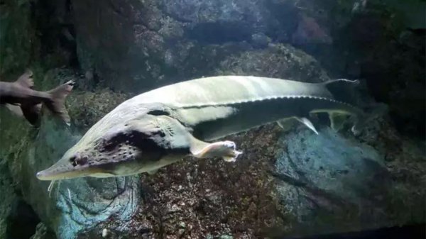 最大的淡水鱼有哪几种