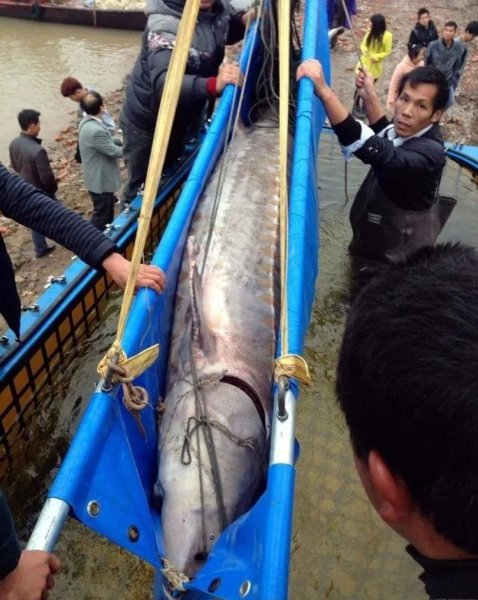 最大的淡水鱼有哪几种