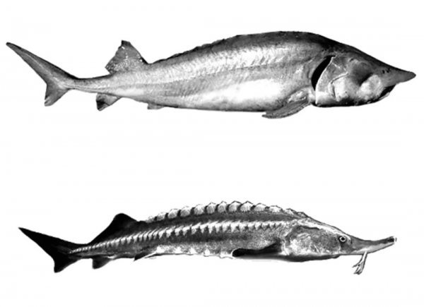 最大的淡水鱼有哪几种