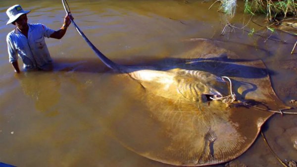 最大的淡水鱼有哪几种