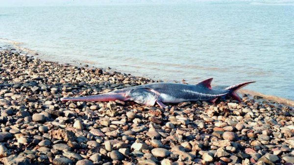最大的淡水鱼有哪几种