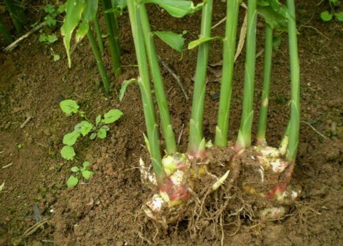 生姜的茎杆有什么作用