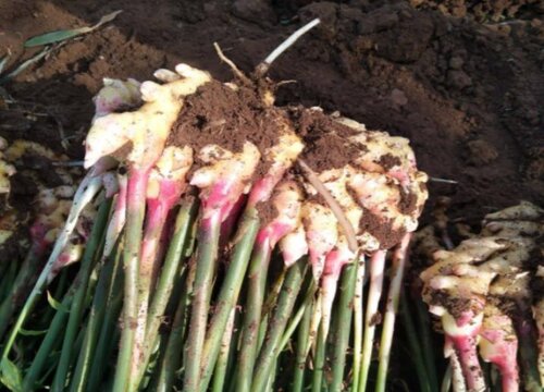 生姜的茎杆有什么作用