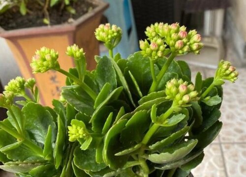 夏天长寿花如何避免叶片变小、变软