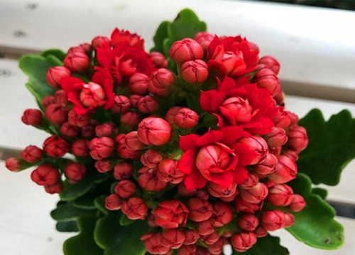 夏天长寿花如何避免叶片变小、变软