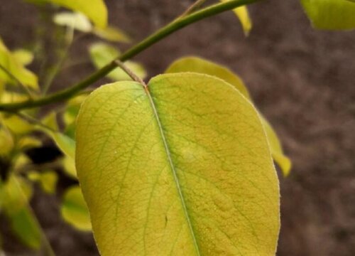 梨树病虫害防治技术与方法措施