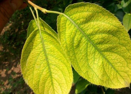 梨树病虫害防治技术与方法措施