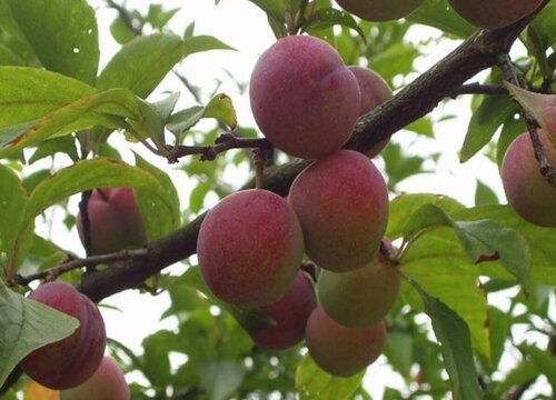 西梅几月份成熟