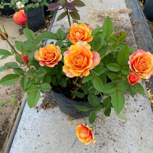 微型月季哪家好