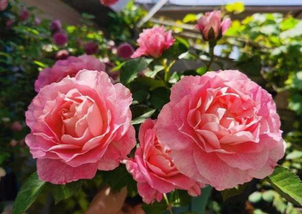 微型月季哪家好