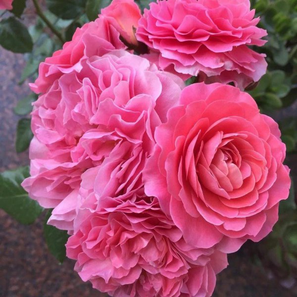 微型月季哪家好