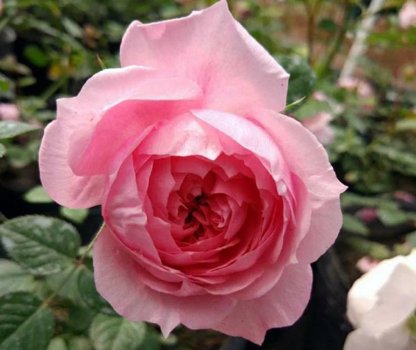 微型月季哪家好