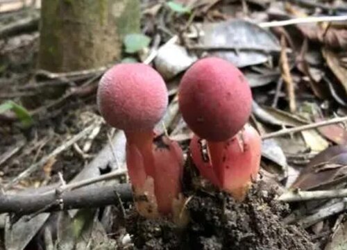 红冬蛇菰是国家保护植物吗