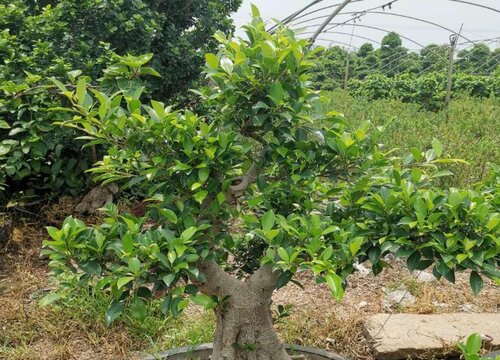 榕树北方可以种植吗