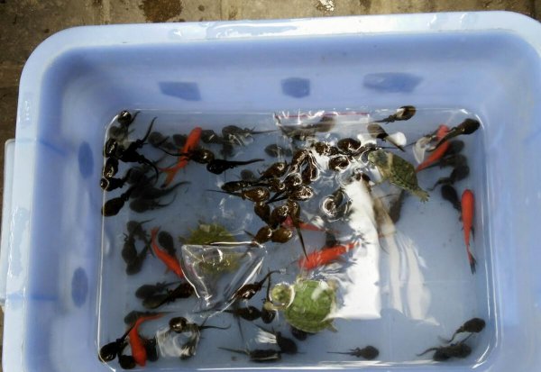 蝌蚪爱吃什么东西为主