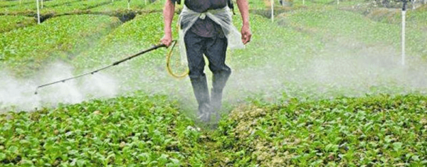 含农药最多的蔬菜排名