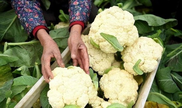 含农药最多的蔬菜排名