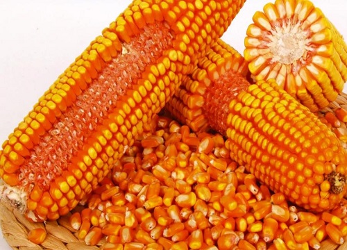 2300到2400积温好玉米品种