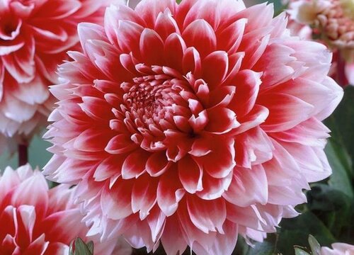 大丽花如何养护花开大又艳