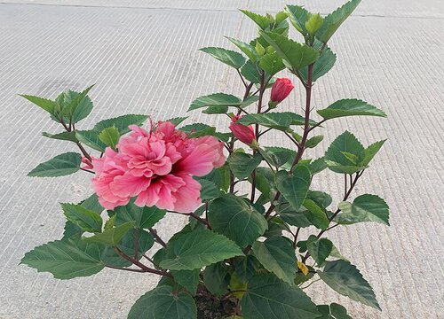 扶桑花什么时候换盆最好