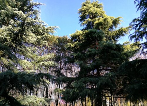 塔松树适合种在什么地方