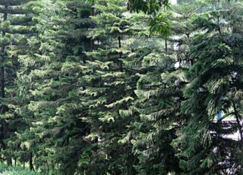 塔松树适合种在什么地方