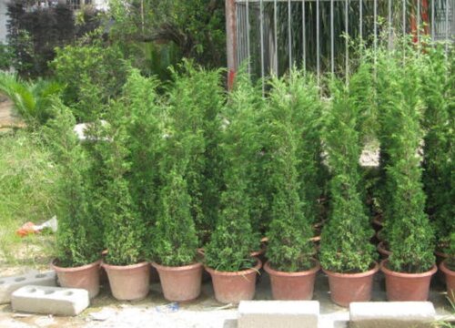 塔松树适合种在什么地方