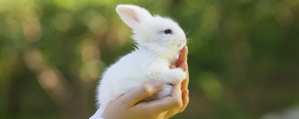 梦见兔子在洞里是什么意思