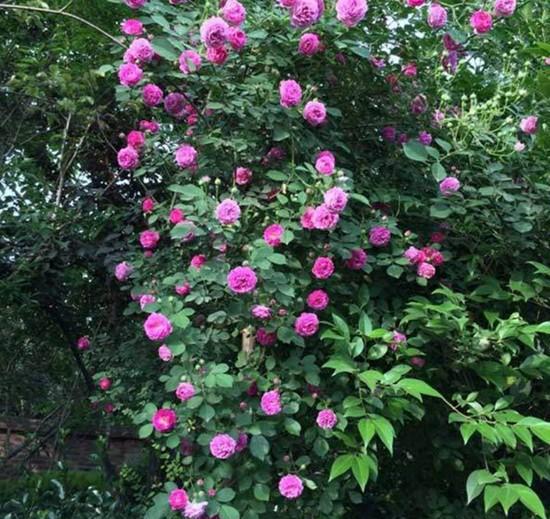 蔷薇品种大全介绍及图片