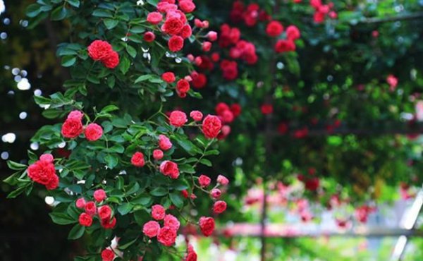 蔷薇品种大全介绍及图片